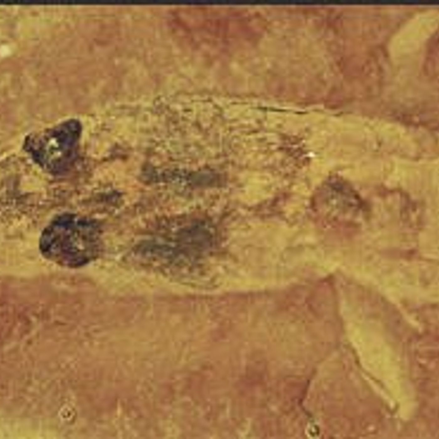U of I Extension hosts fossil program for children at Seneca Library episode artwork