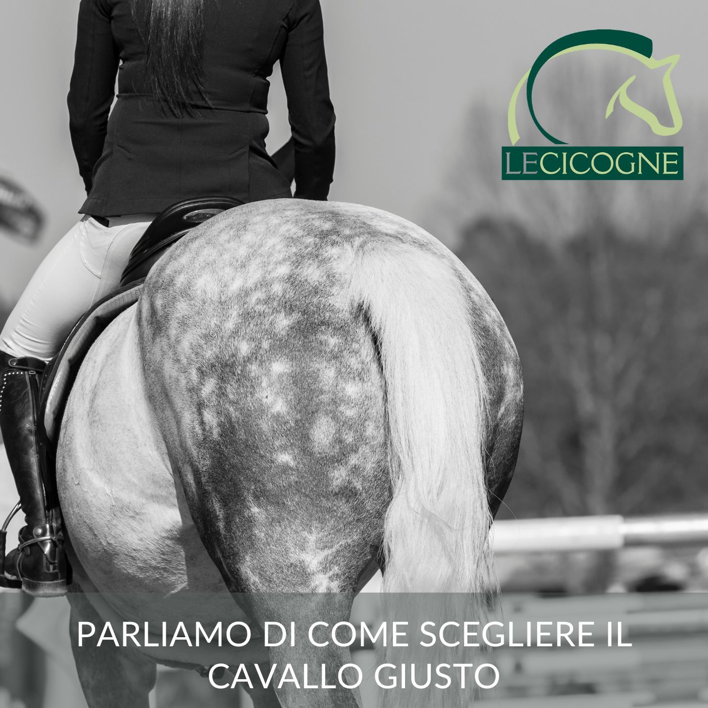 I cavalli: parliamo di salute e benessere