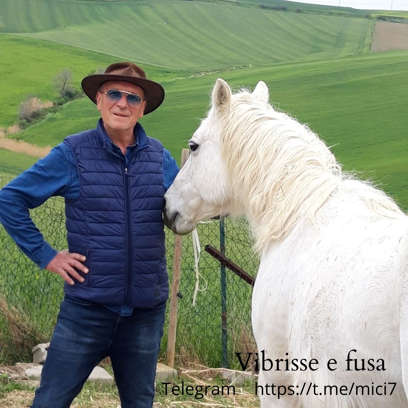 Vibrisse e fusa
