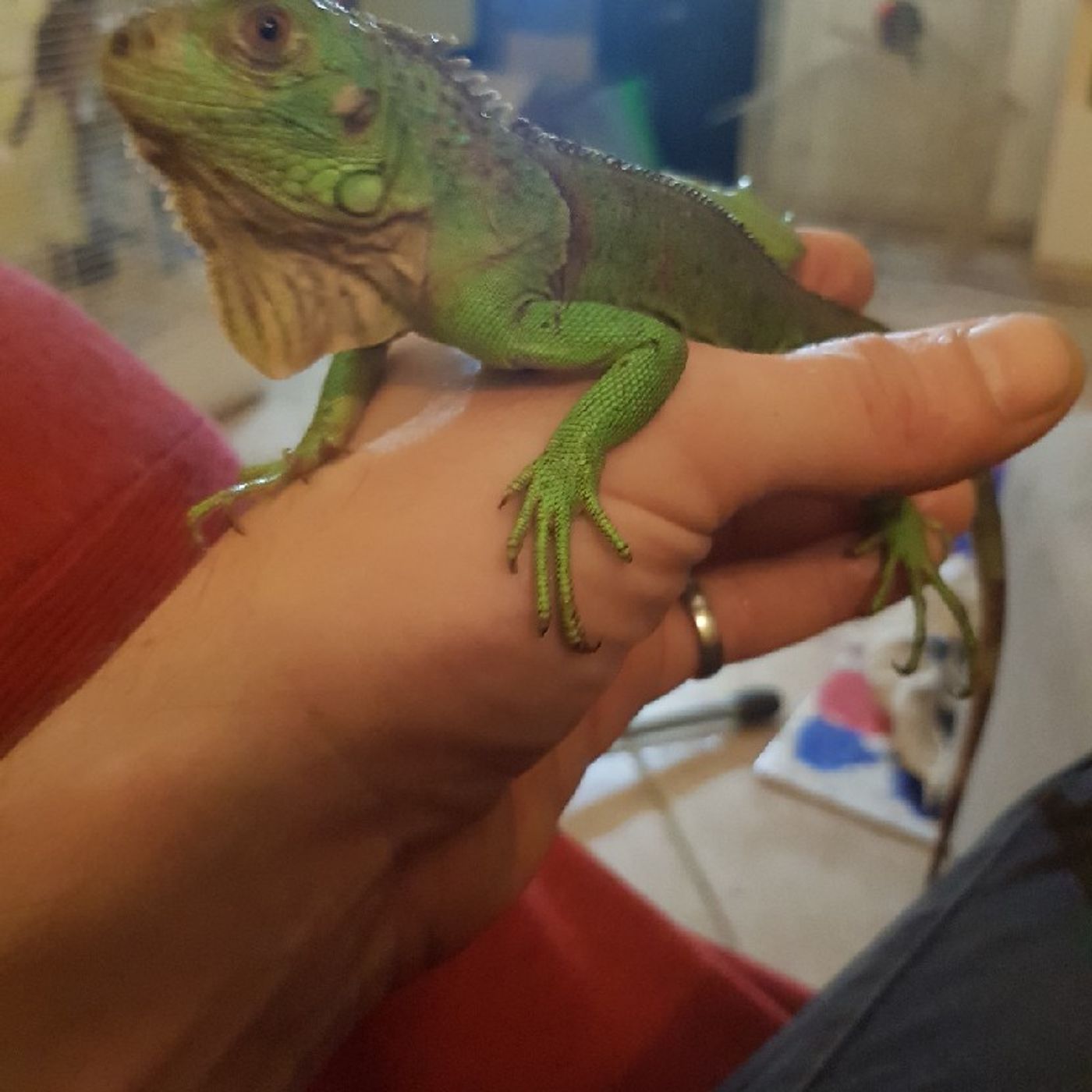 Iguana Live