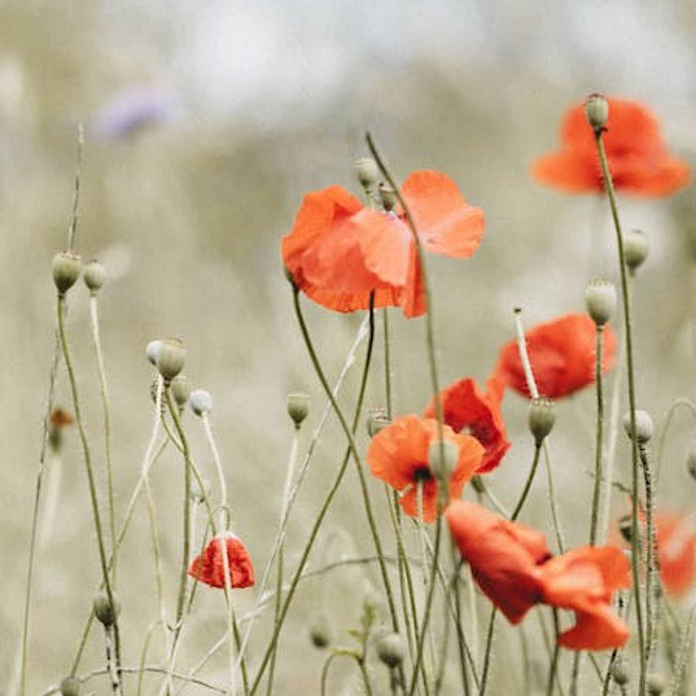 Is My Happiness Moral or Not?