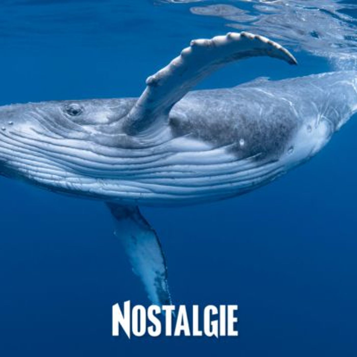 Le WWF France sort son tout premier documentaire : il vous donnera envie de protéger l'océan episode artwork