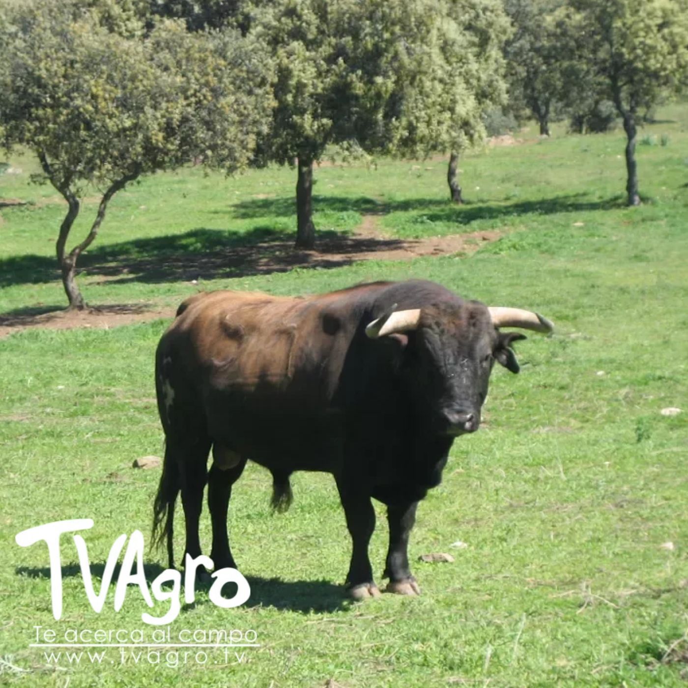 TV AGRO