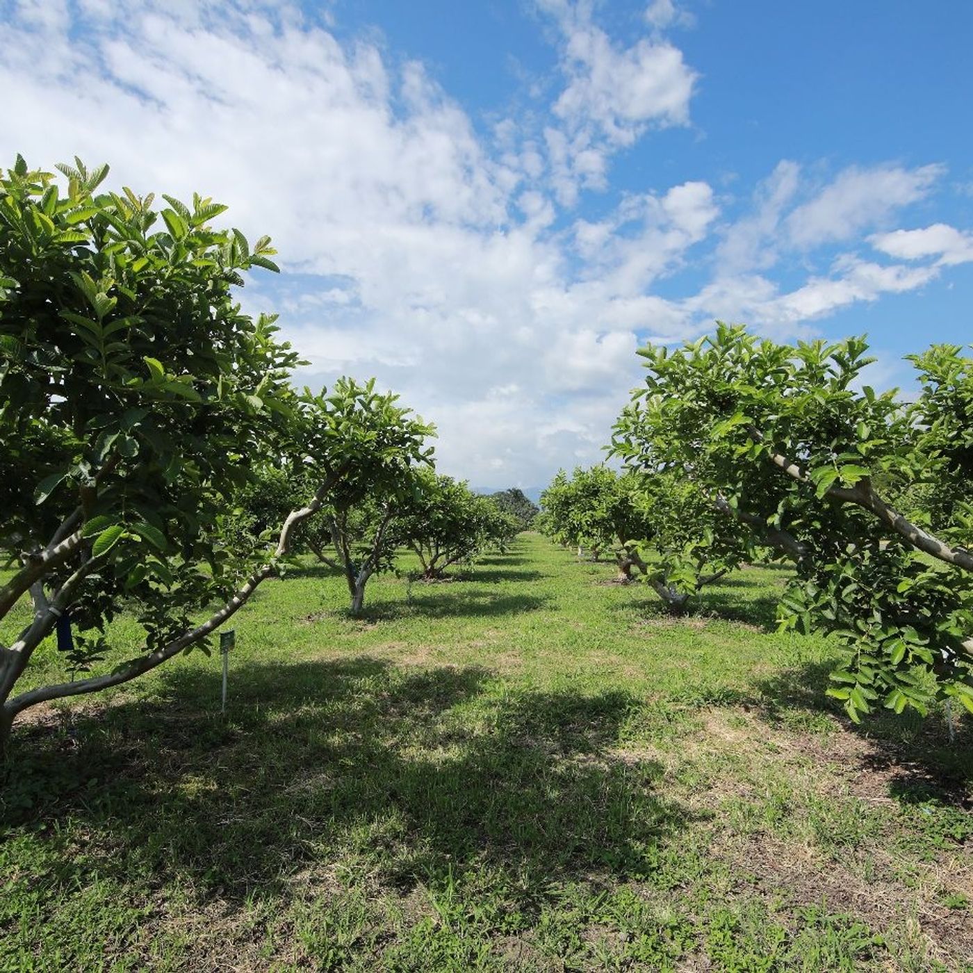 Oferta tecnológica AGROSAVIA