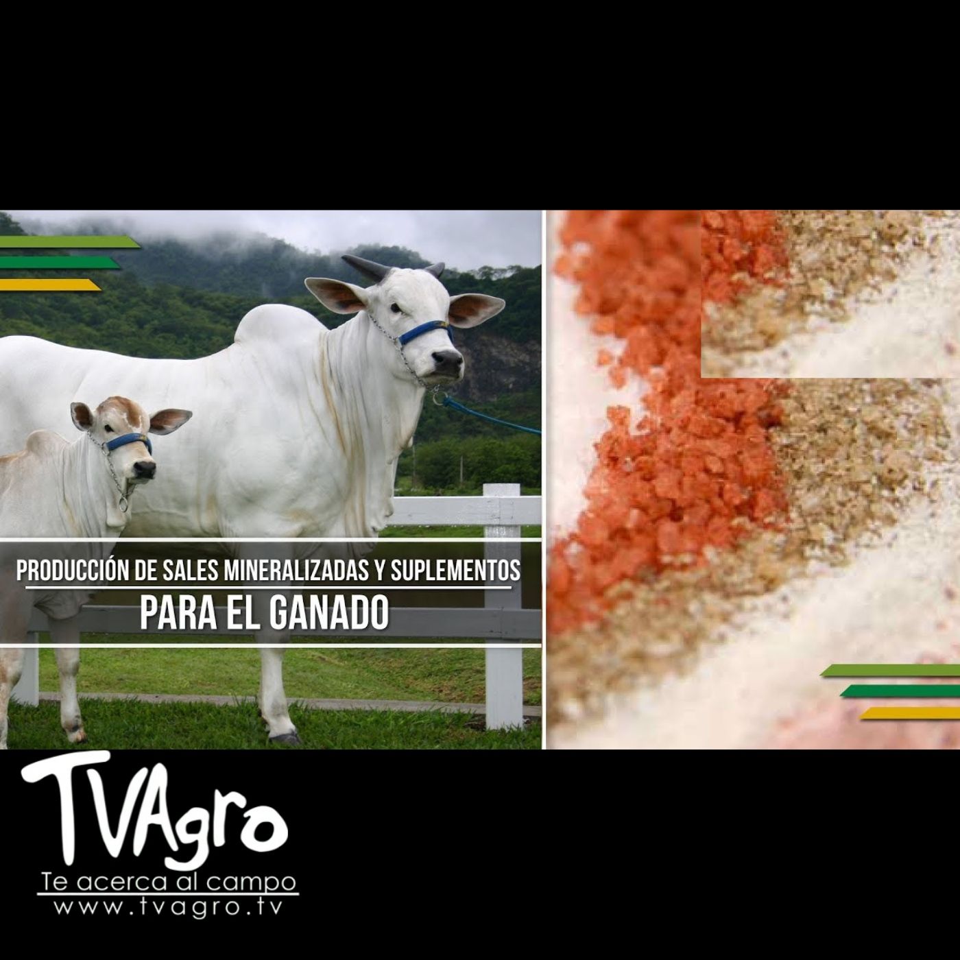 TV AGRO
