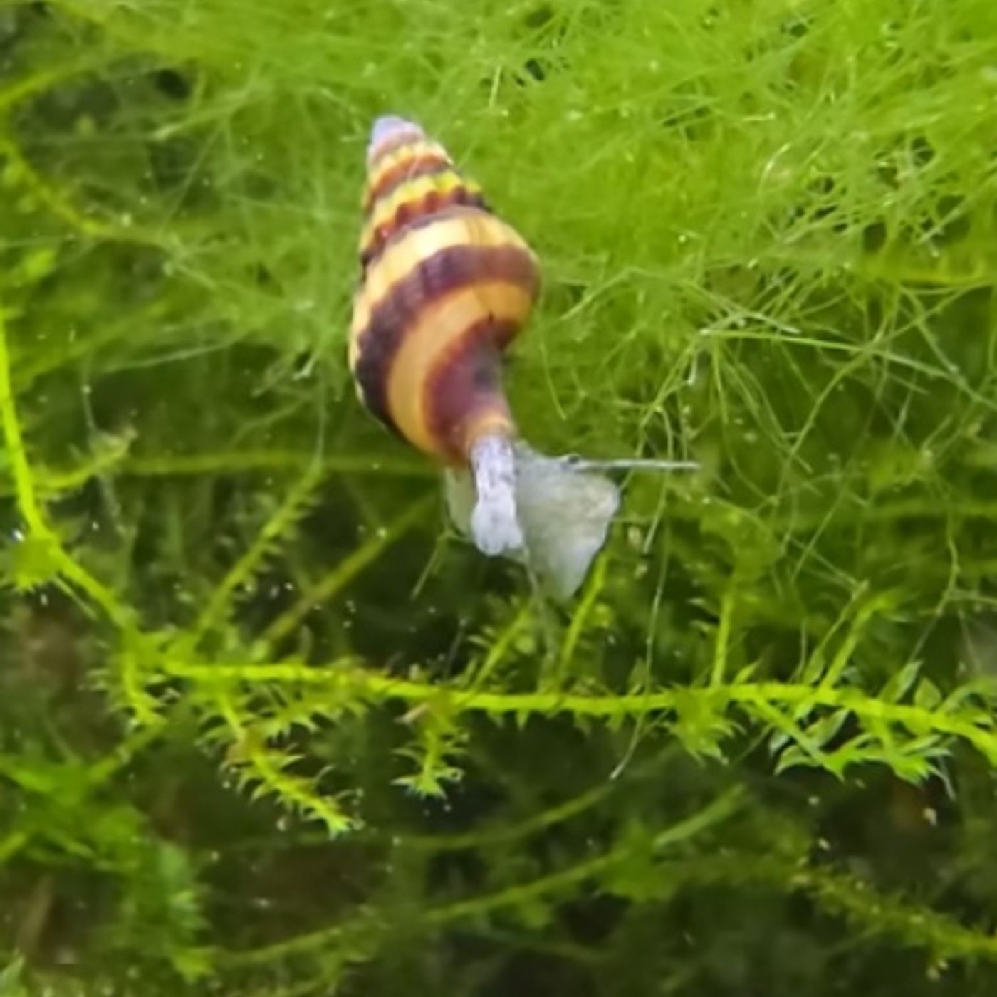 Freshwater Aquarium Snails_ The Good, The Bad & The Ugly