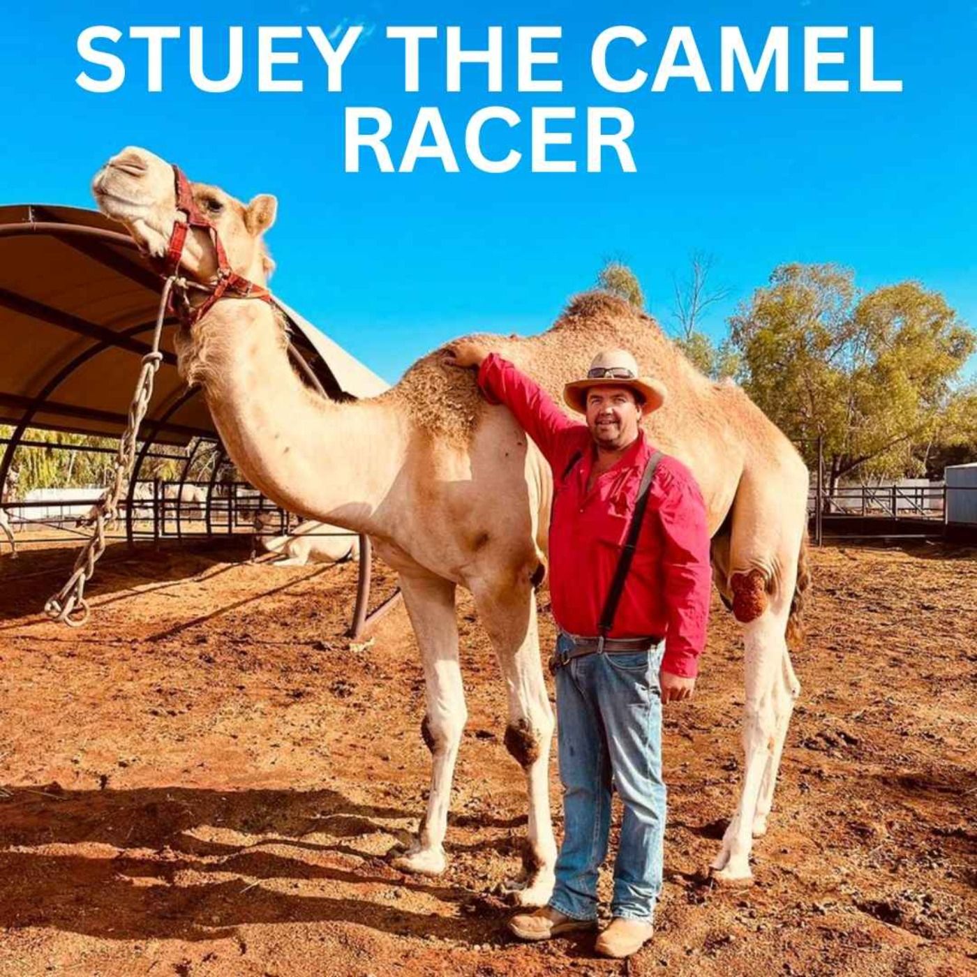 Stuey The Camel Racer