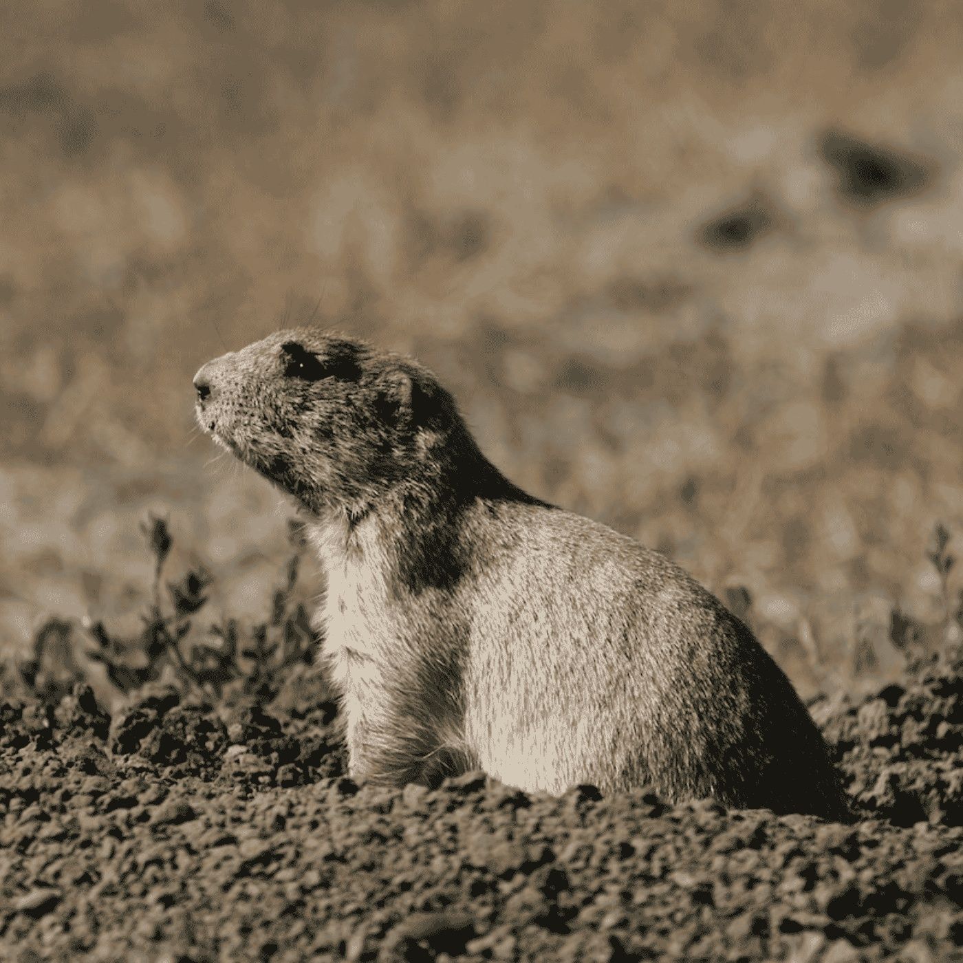 Rewilding Earth