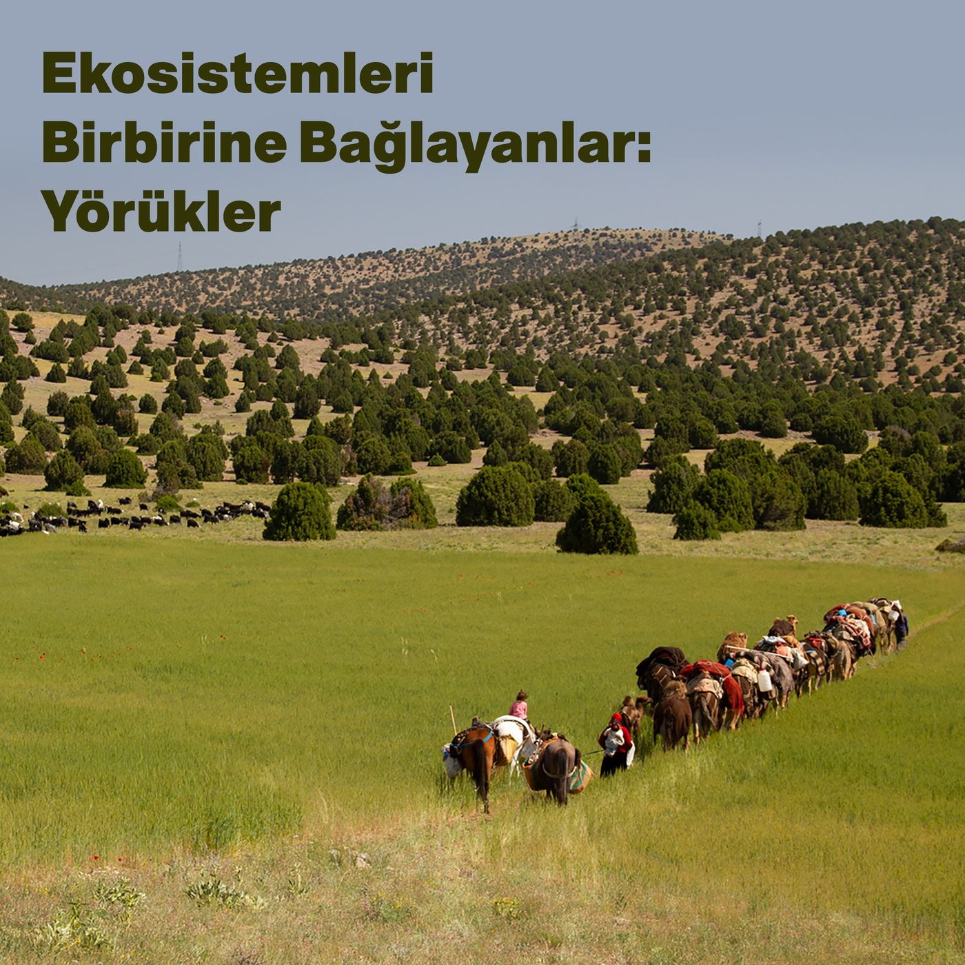 Ekosistemleri Birbirine Bağlayanlar: Yörükler episode artwork
