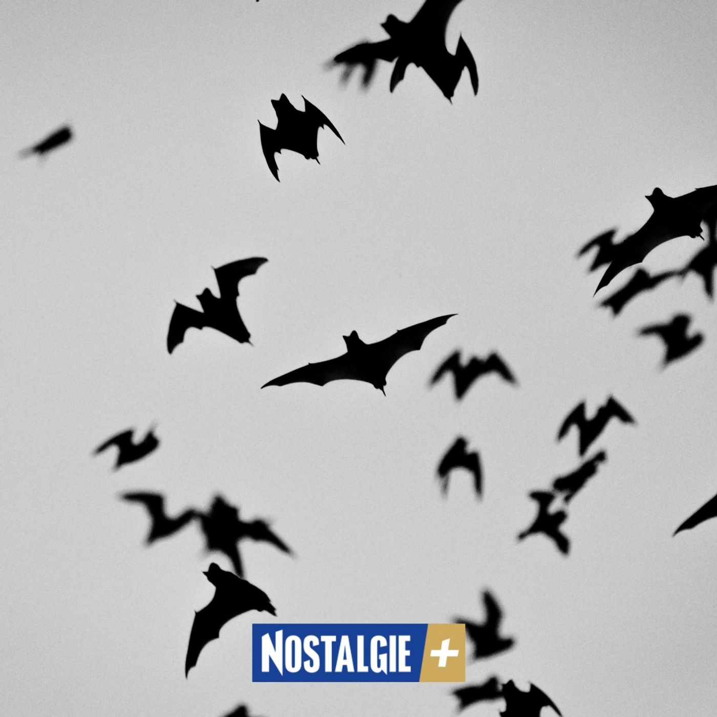 Chauves-souris : ces alliées de la nuit que l’on connaît encore trop peu Chauves-souris : ces alliées de la nuit que l’on connaît encore trop peu
