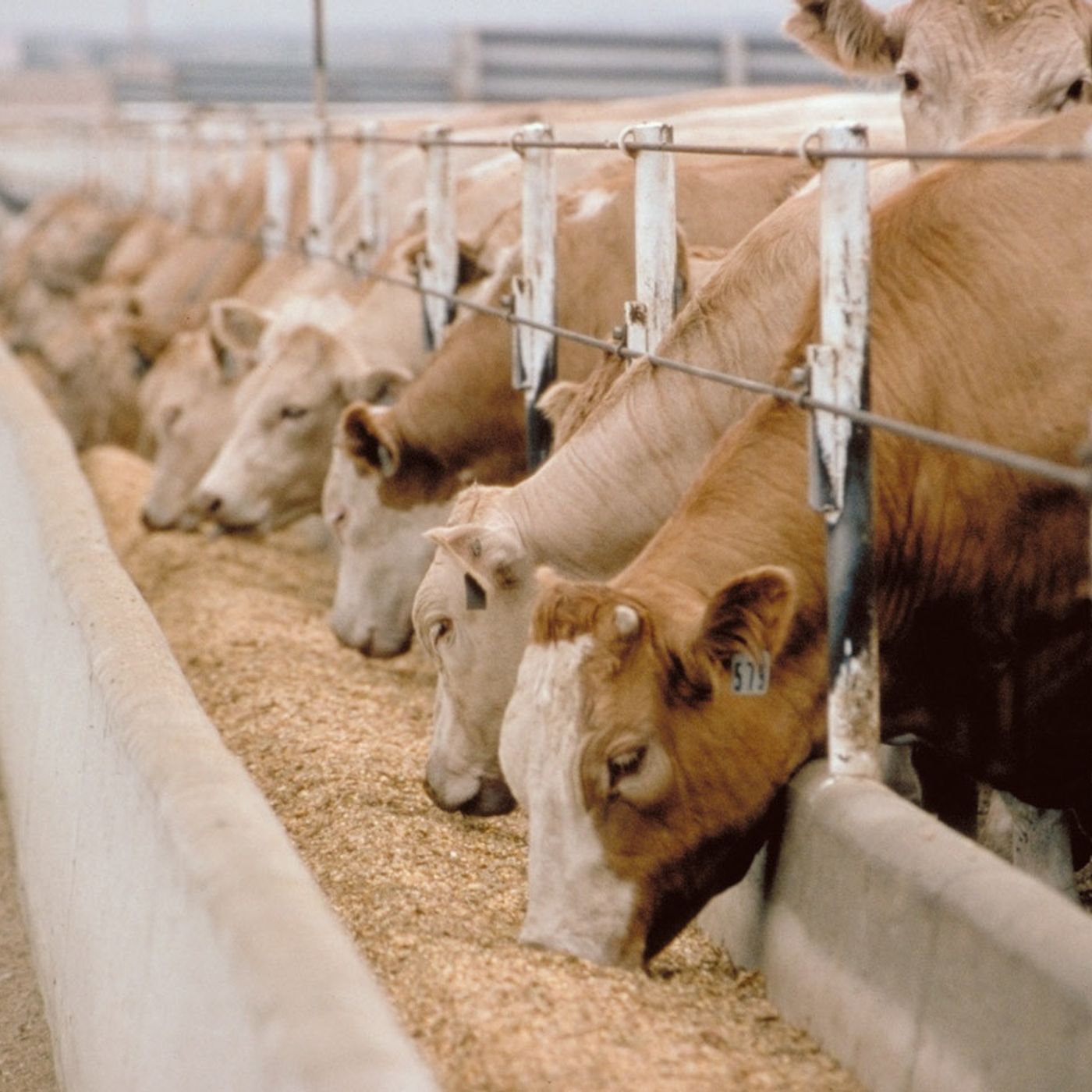 Food and Farm