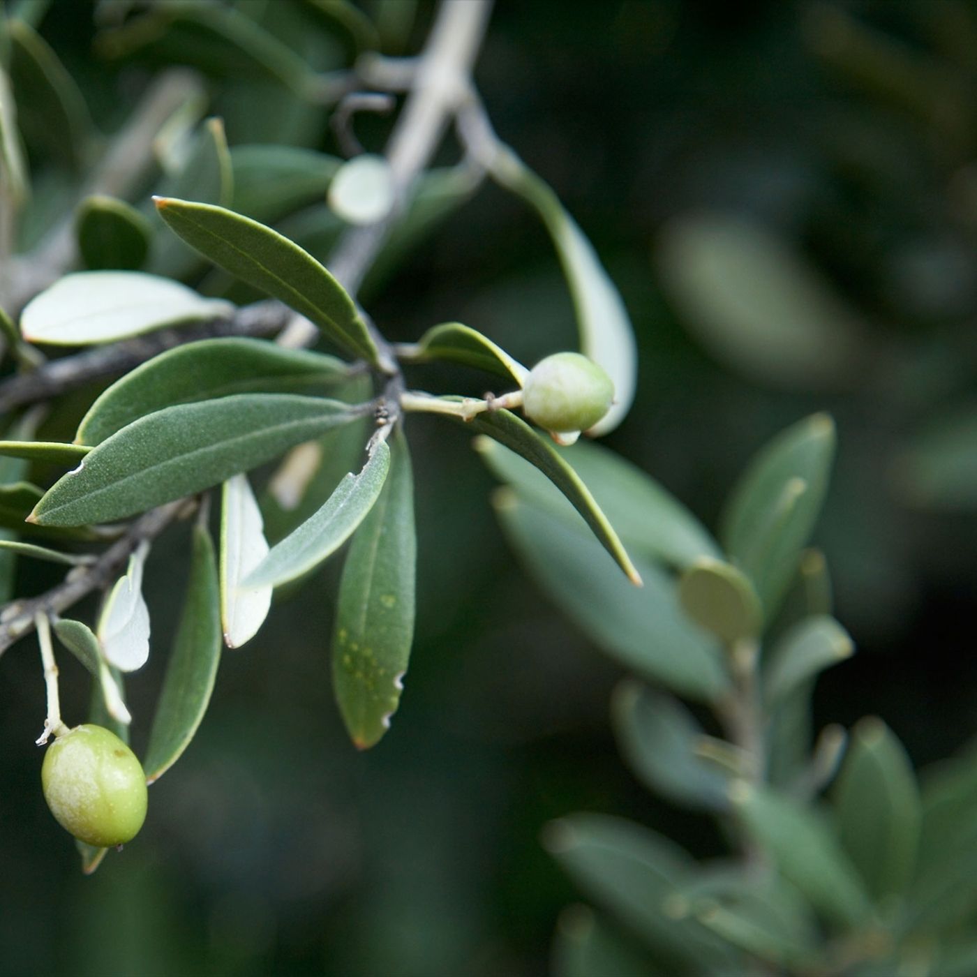 Prensa económica: El campo se harta del discurso climático