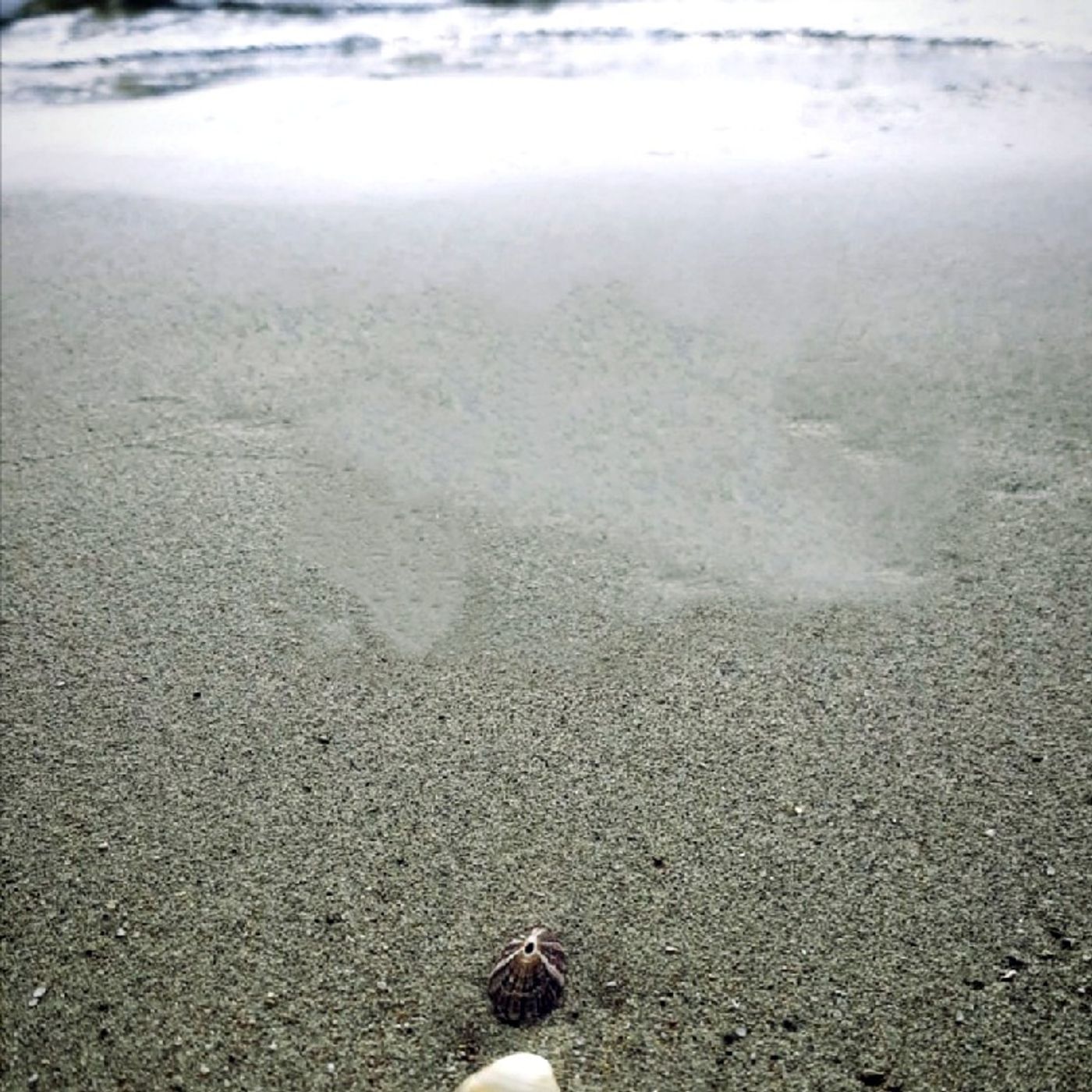 PensieRosa