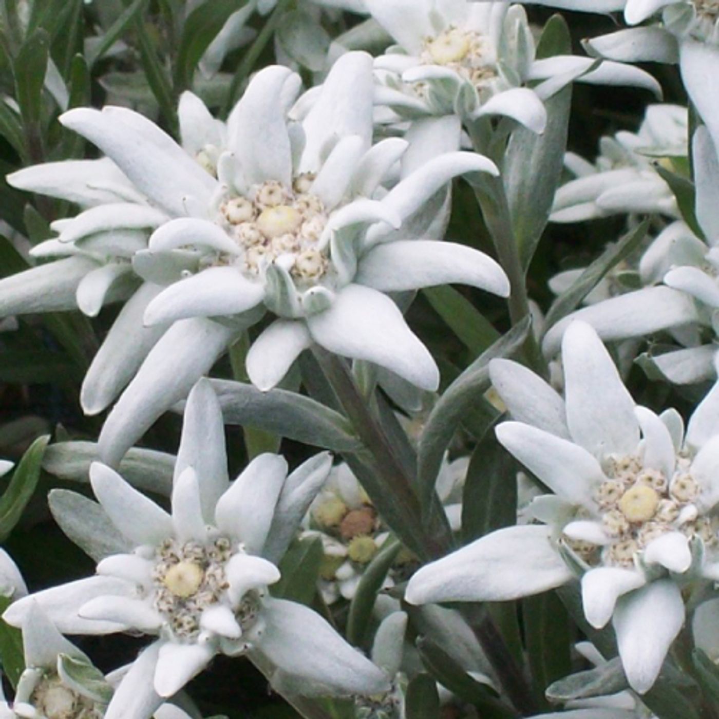 antonia pozzi flora alpina episode artwork