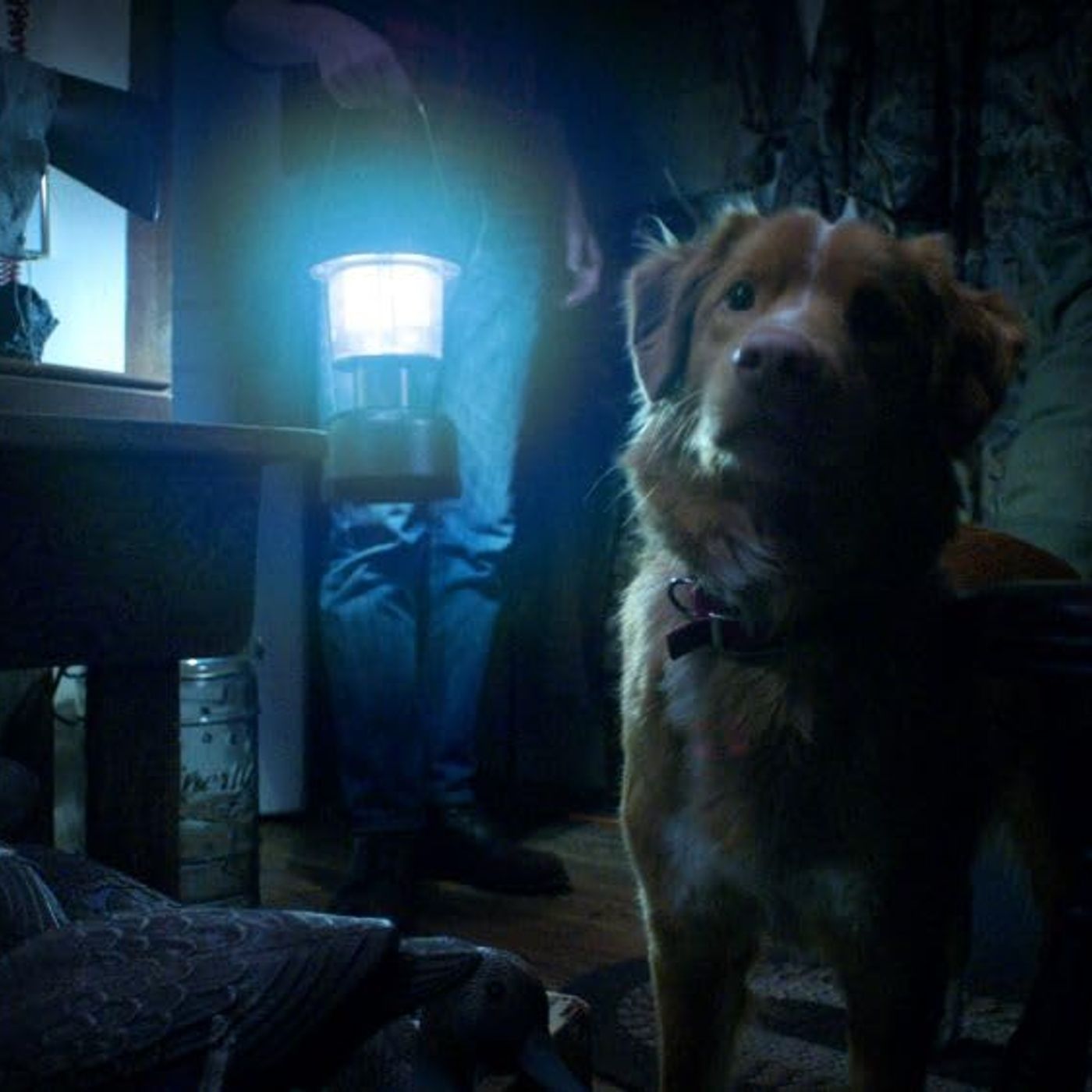 Subculture Film Reviews - GOOD BOY (Kyle's Review)