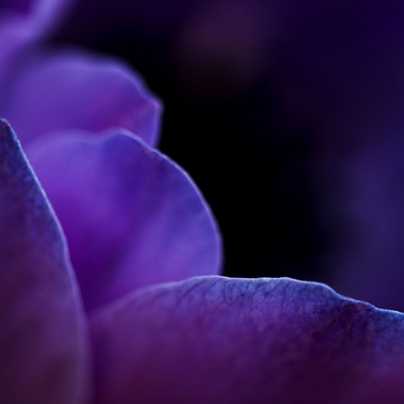 Il significato del colore viola episode artwork