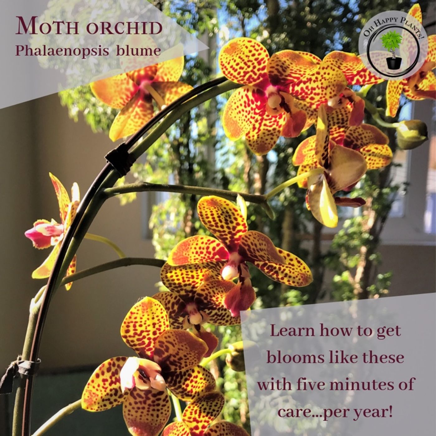 Episode 47 - The Lazy Orchid Method