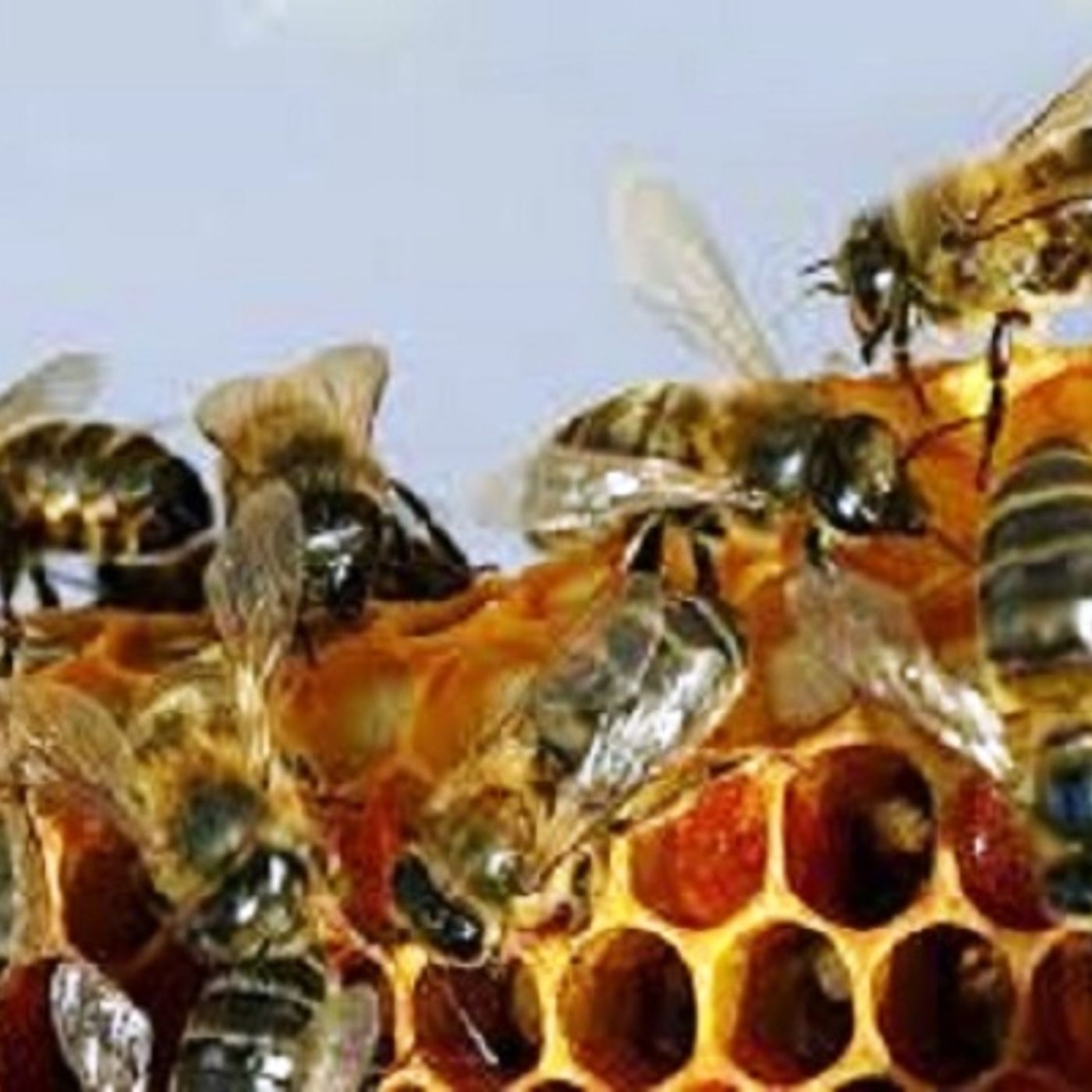 NUESTRO OXÍGENO Problemática de las abejas - Juan Carlos Gómez-Carlos Benedetti