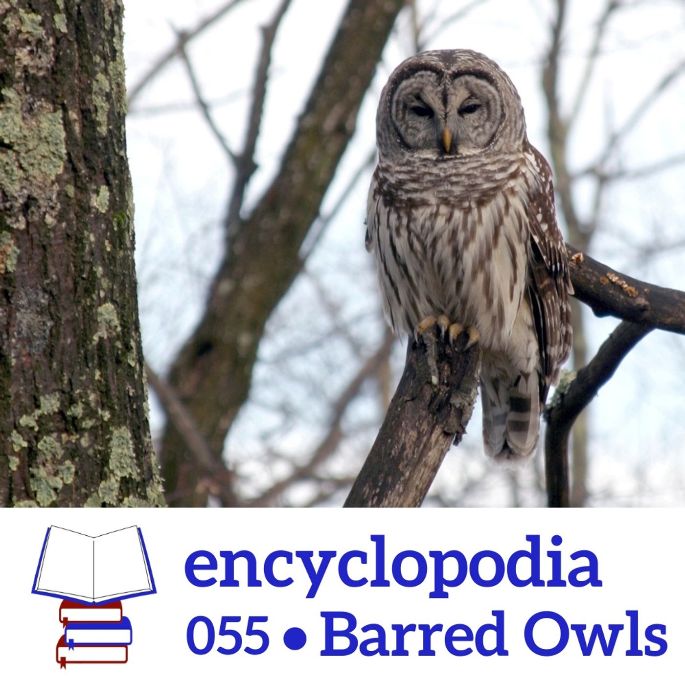 Encyclopodia