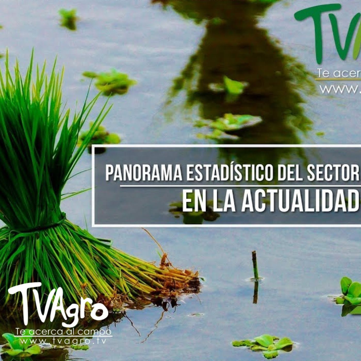 TV AGRO