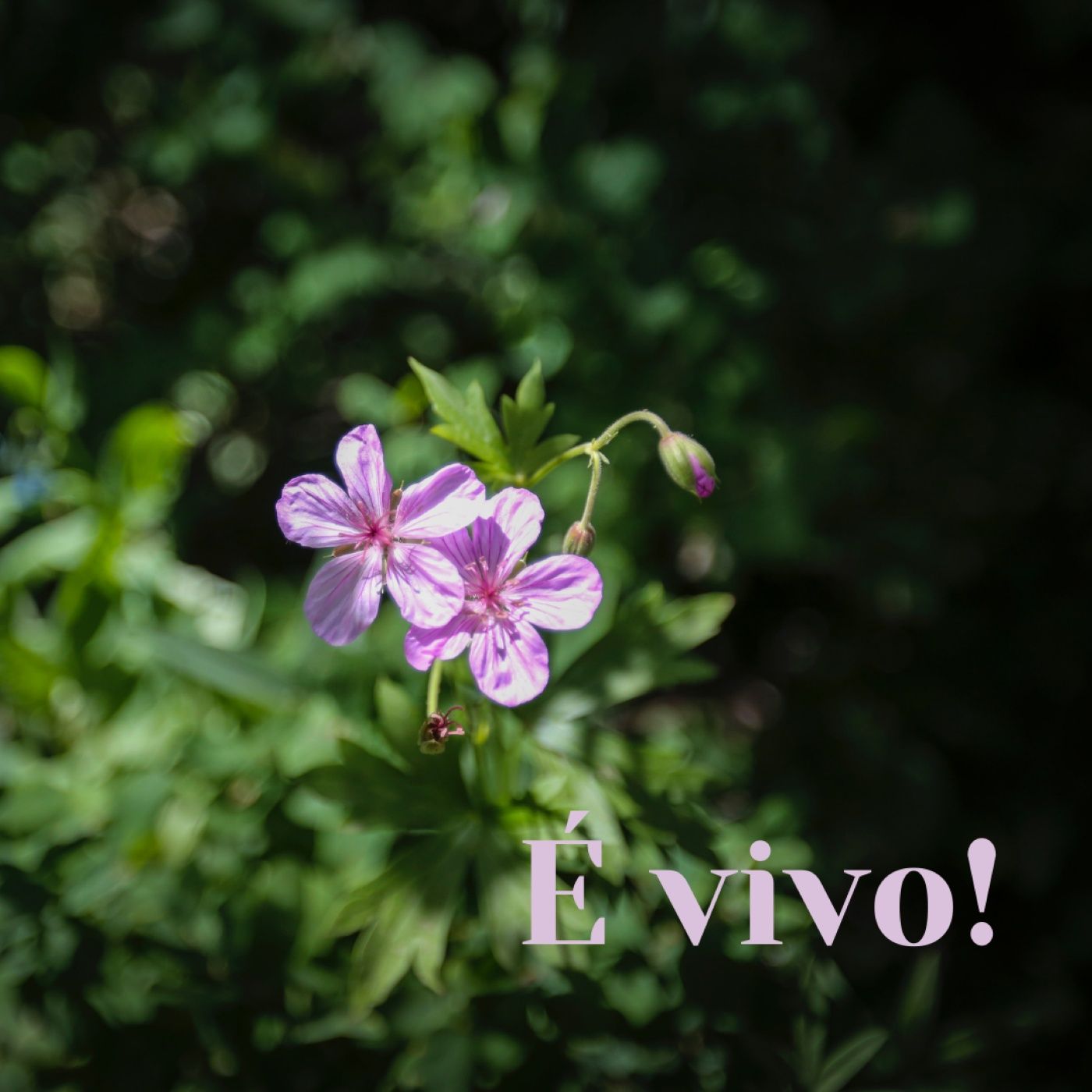 Commenti al Vangelo