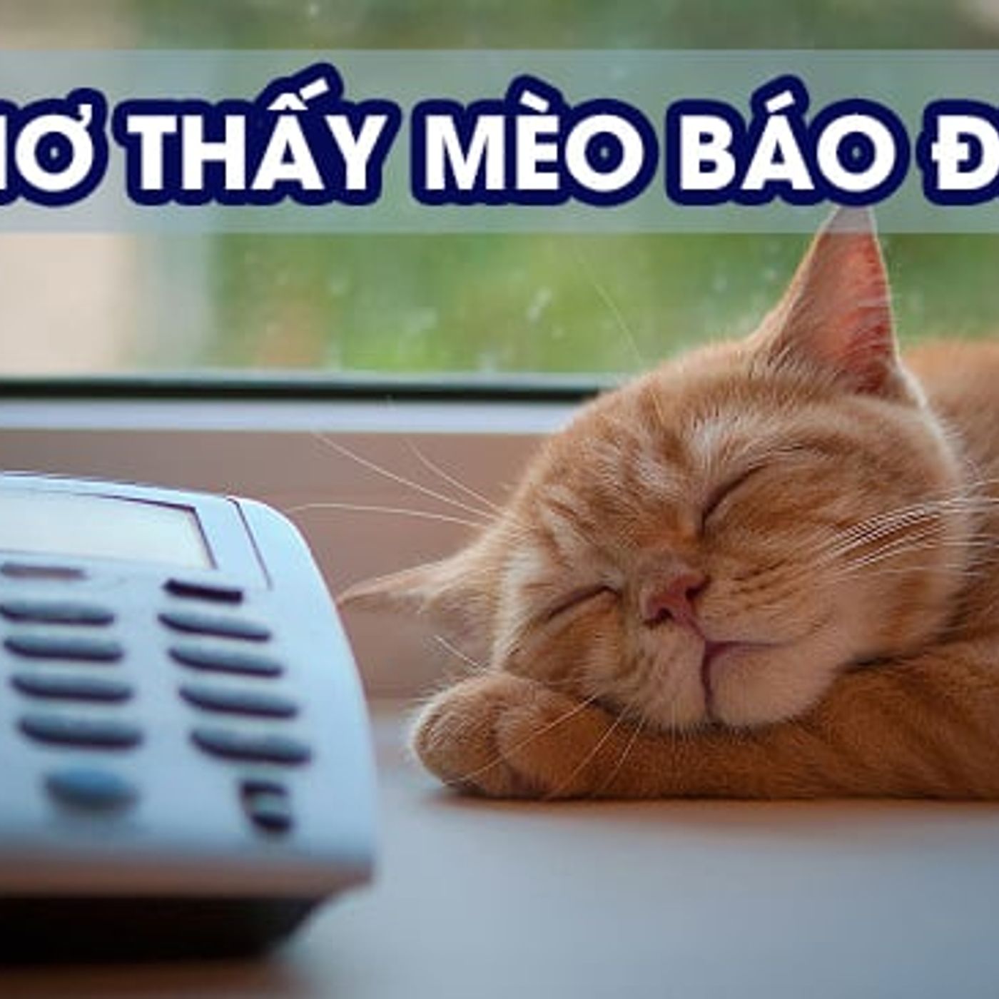 Nằm Mơ Thấy Mèo: Điềm Báo Gì Trong Cuộc Sống Của Bạn? episode artwork