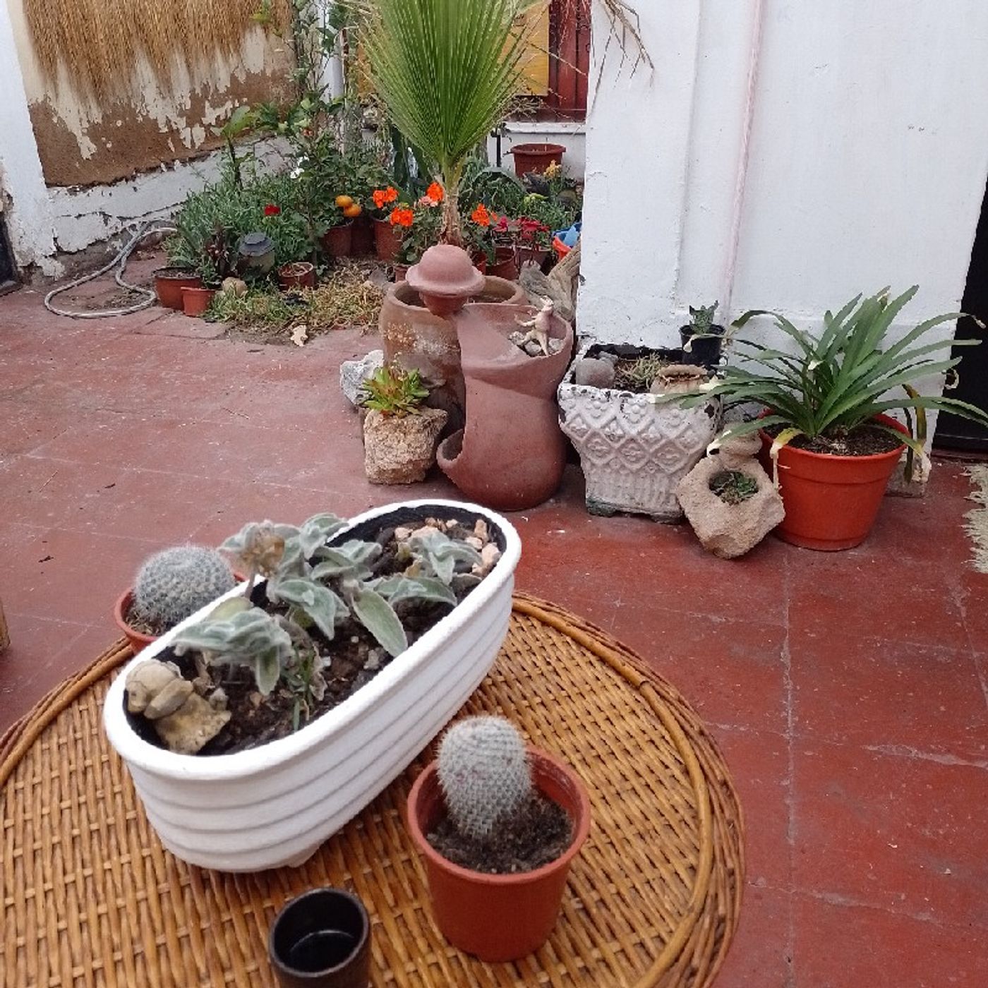 Asesoría Psicología Natural Arica. Psicólogos en Arica