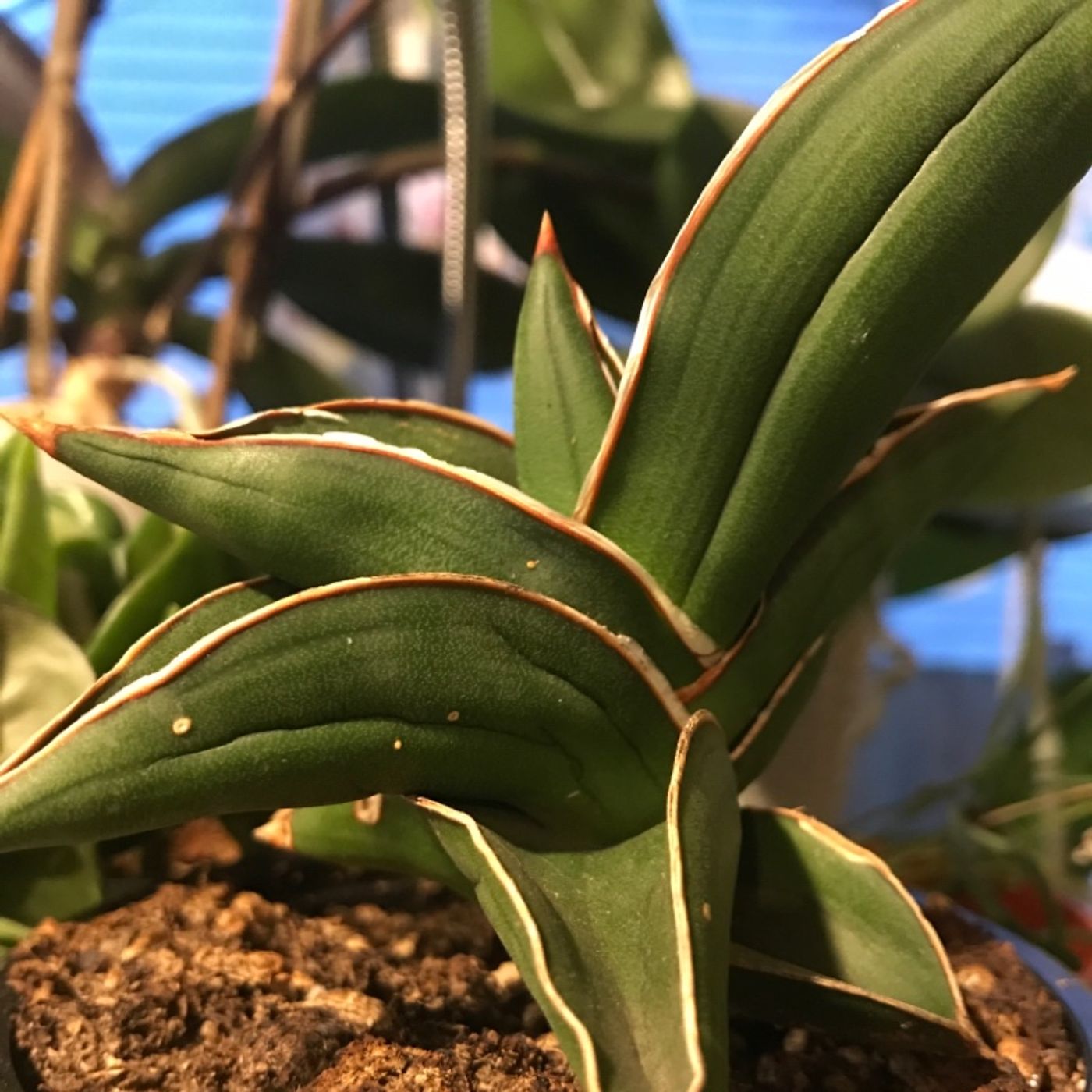 Episode 18 - Sansevierias!