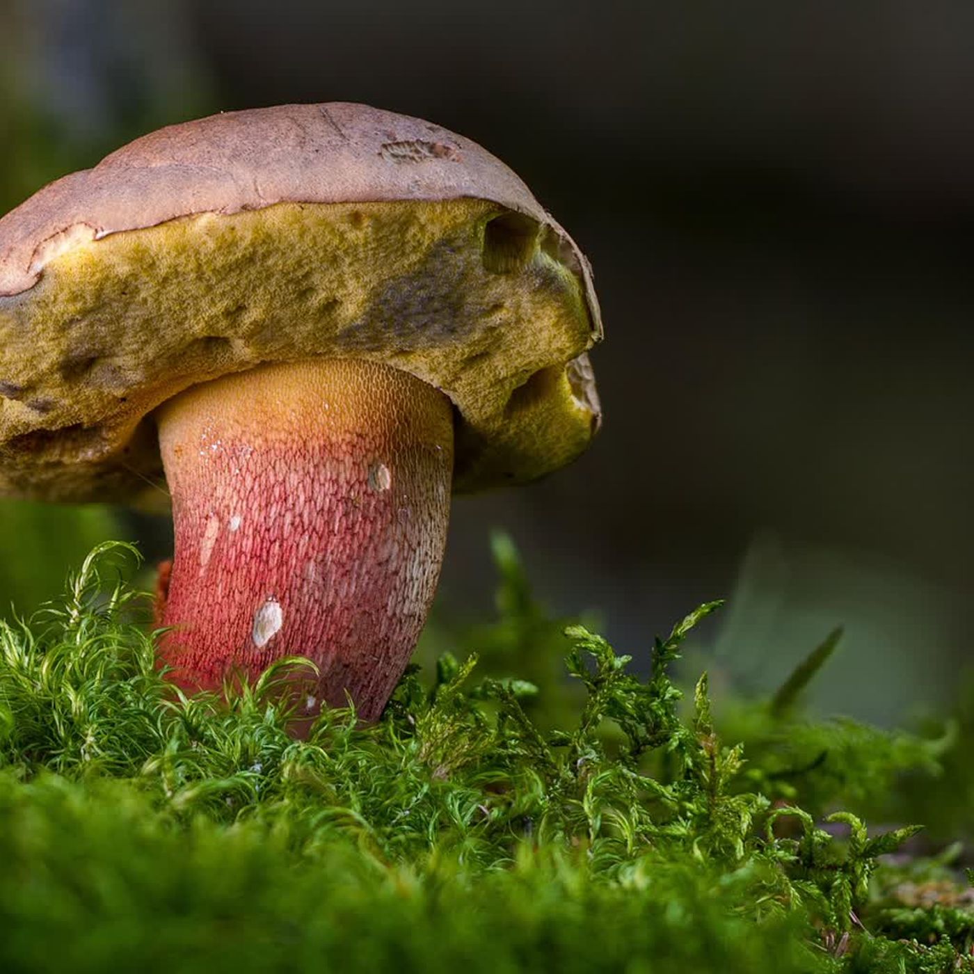 Czas na grzybobranie. Jak wykorzystać jesienią pokrzywę? Czas na grzybobranie. Jak wykorzystać jesienią pokrzywę?