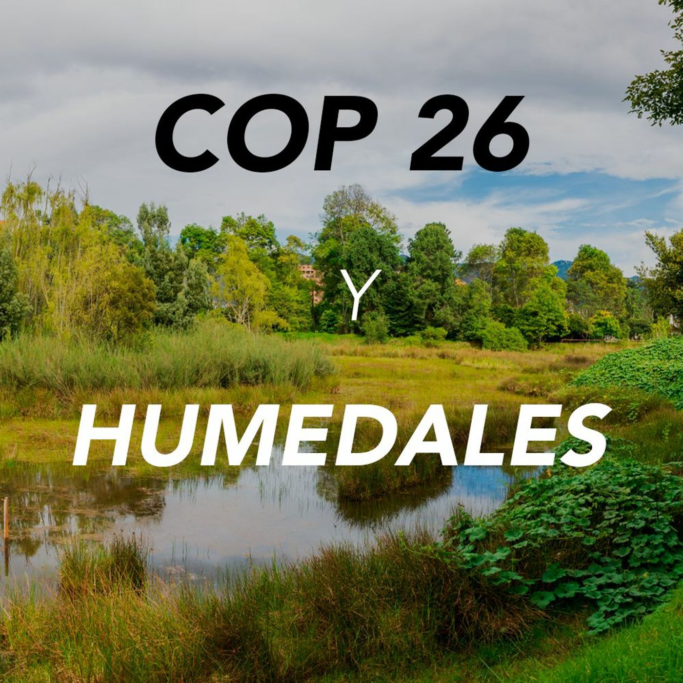 COP26 y Humedales como herramientas contra el cambio climático | Desafíos RCN-Javeriana episode artwork
