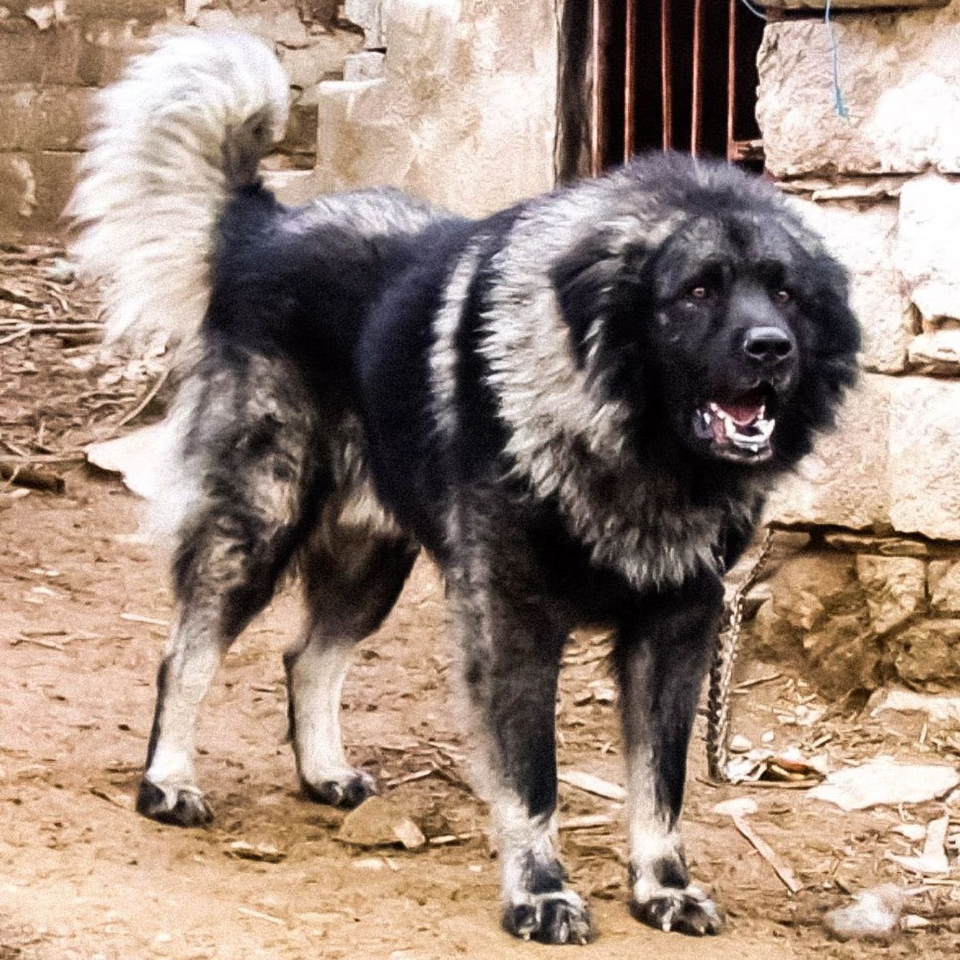 Šarplaninac, the Albanian descendant of the Molossian of Epirus episode artwork