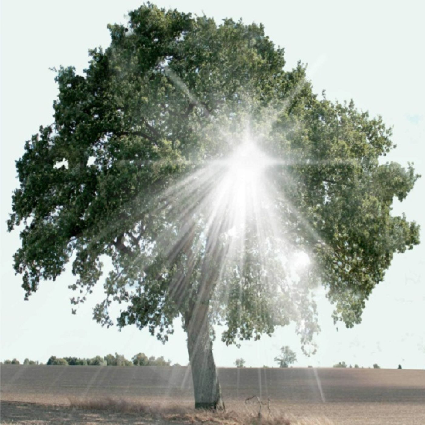 Bauni fortæller historier