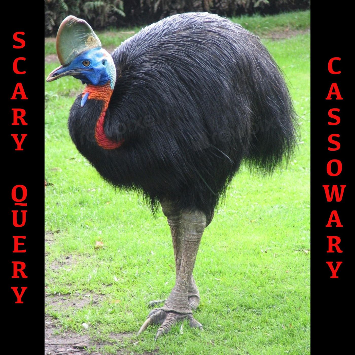 S03E38 - Scary Query: Cassowary