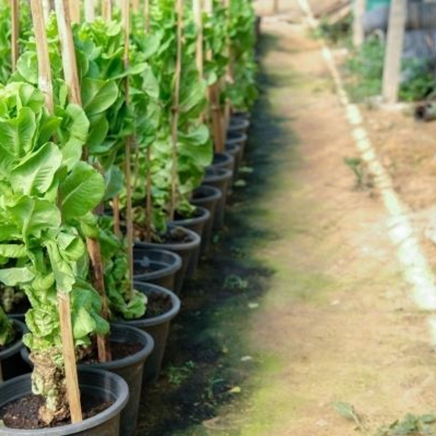 Le Jardin des cinq, le potager qui crée des liens à Lessines episode artwork