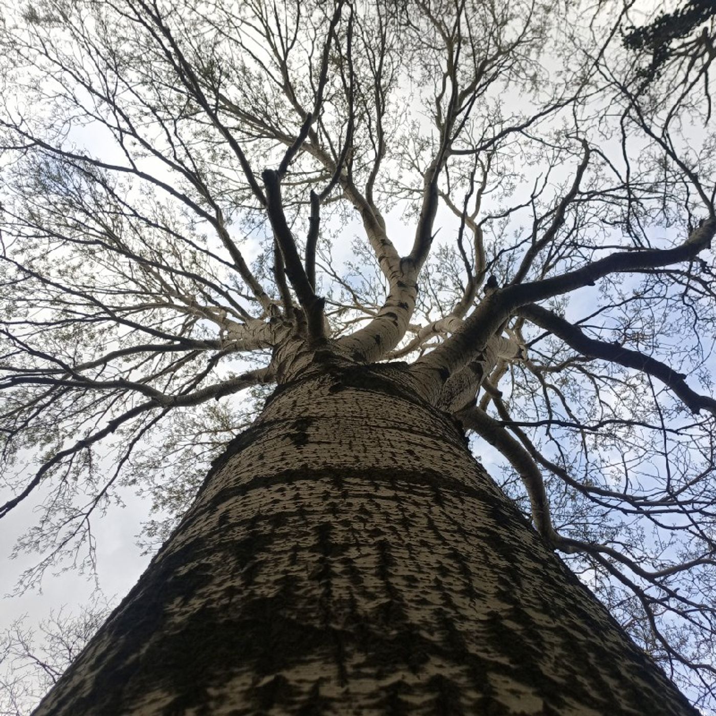 DayToDay-Meditazioni Giornaliere-PAPG