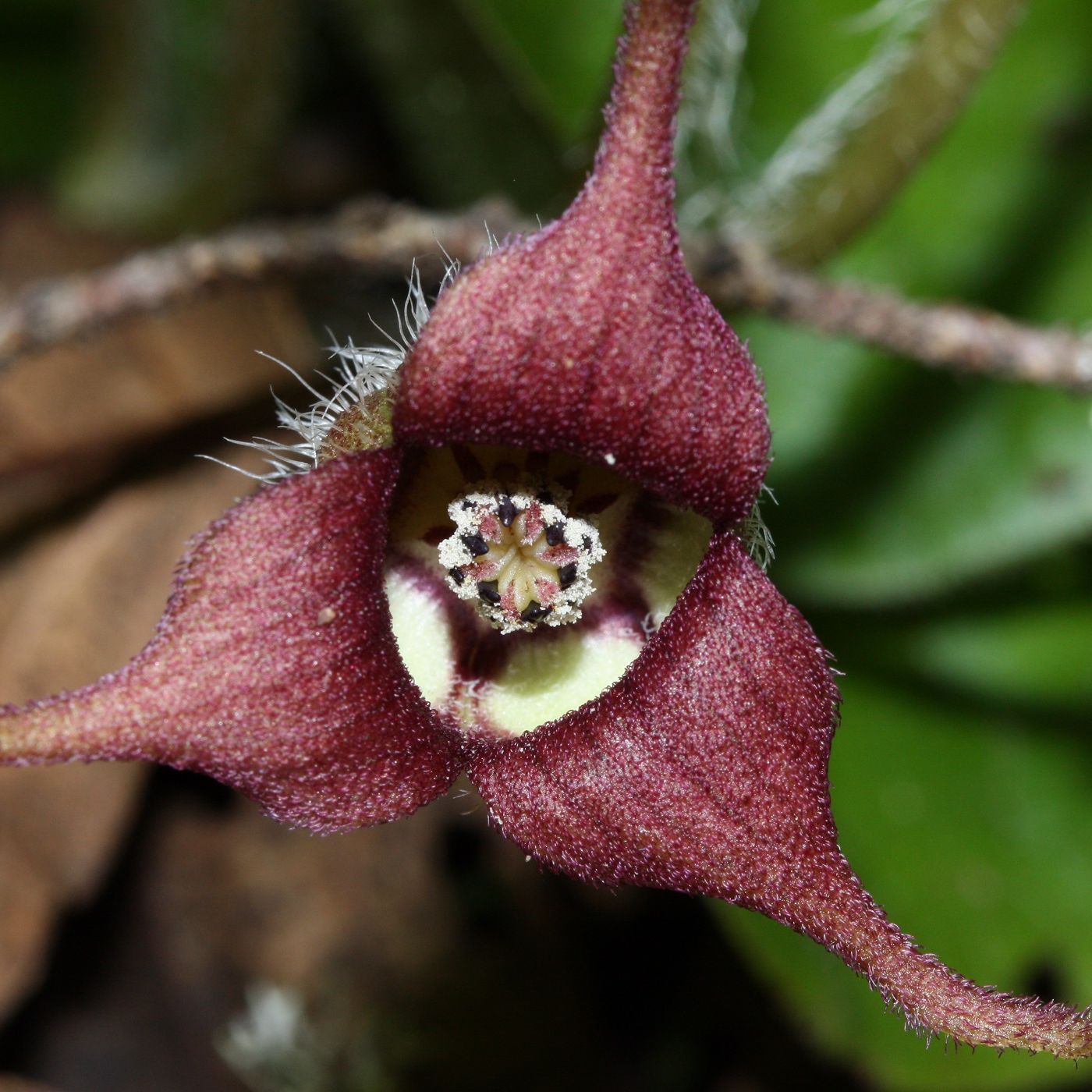 Show 36: Identifying and using the Dutchman's Pipe, Barberry, Poppy and bleeding Hearts families of herbs