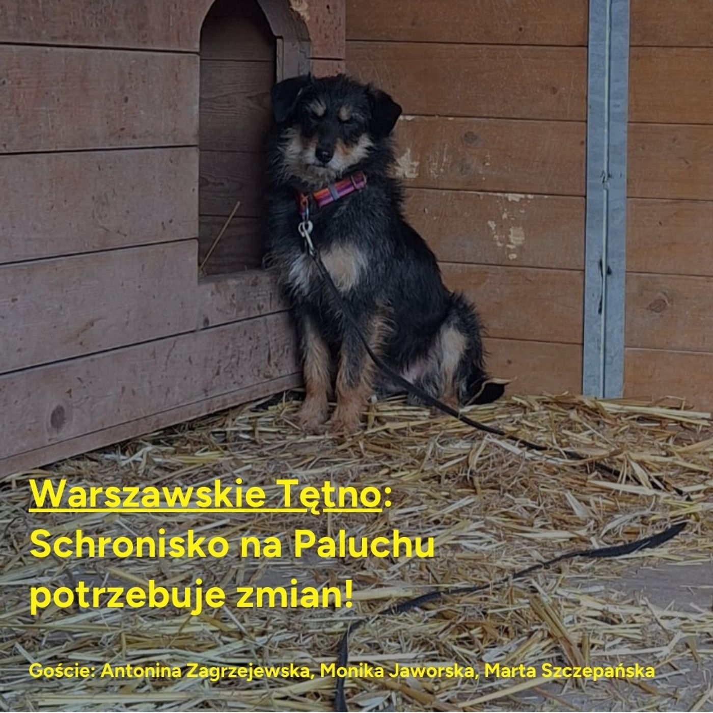 Warszawskie Tętno: Schronisko na Paluchu potrzebuje zmian! episode artwork