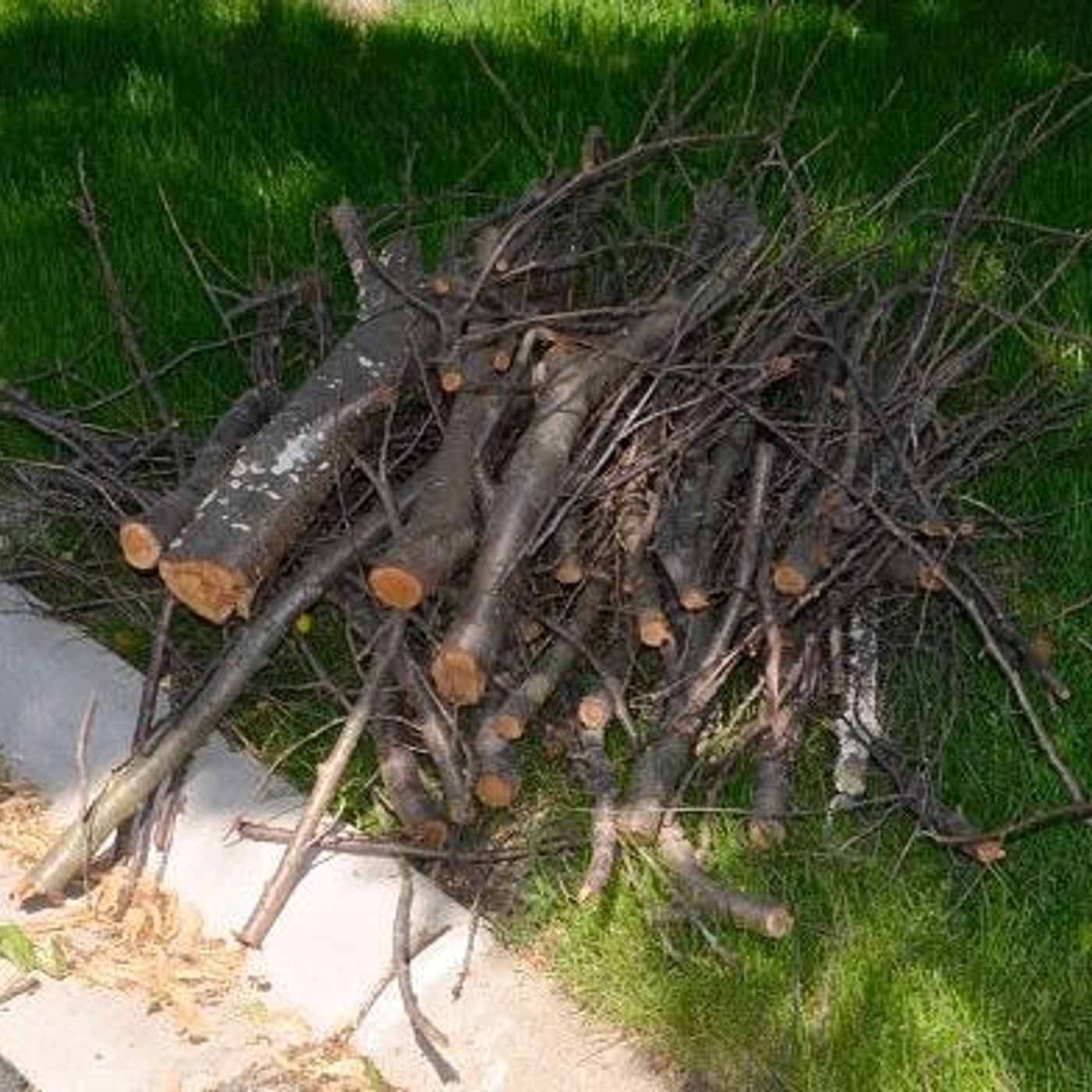 Montgomery schedules spring brush pickup