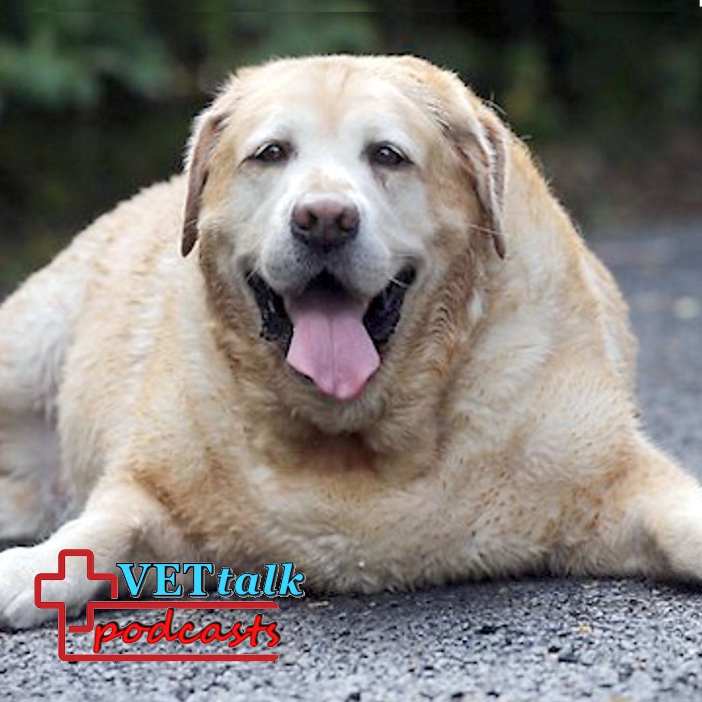 VETtalk Online Podcasts