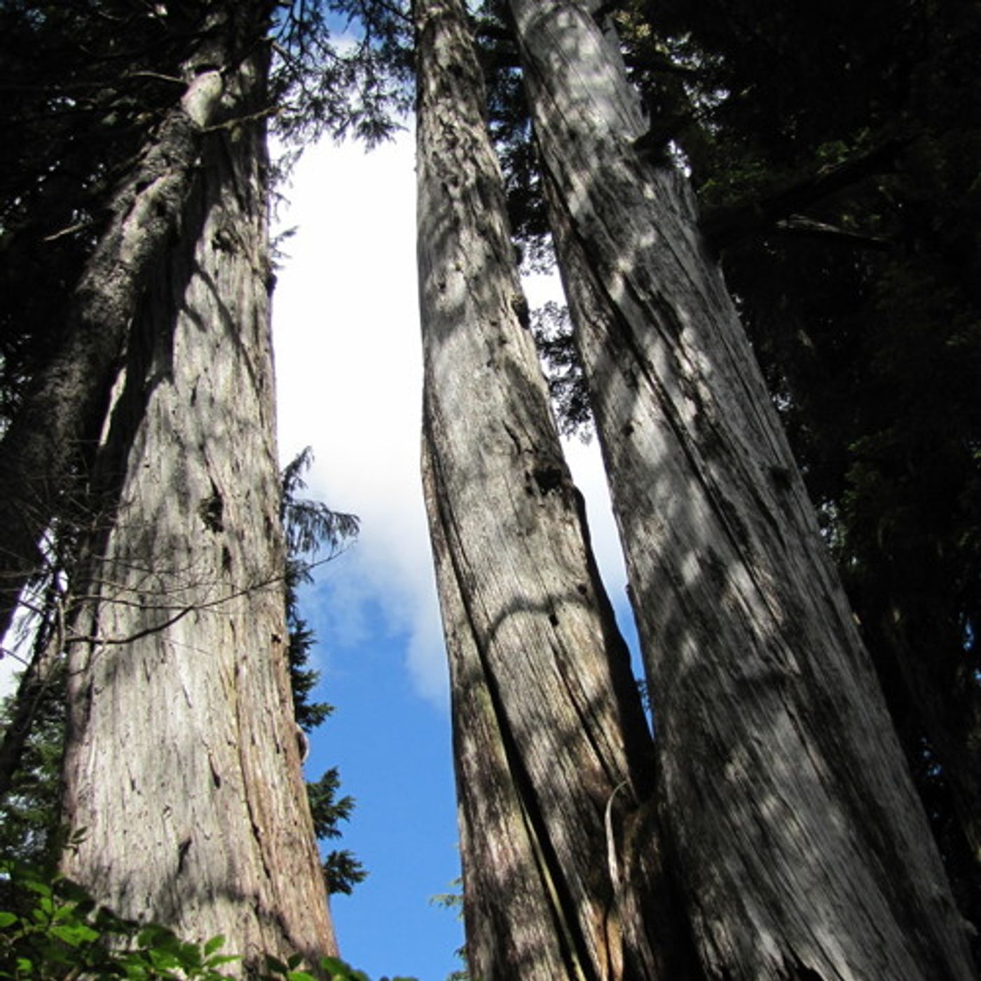 Using Trees to Guide Water Resource Management episode artwork