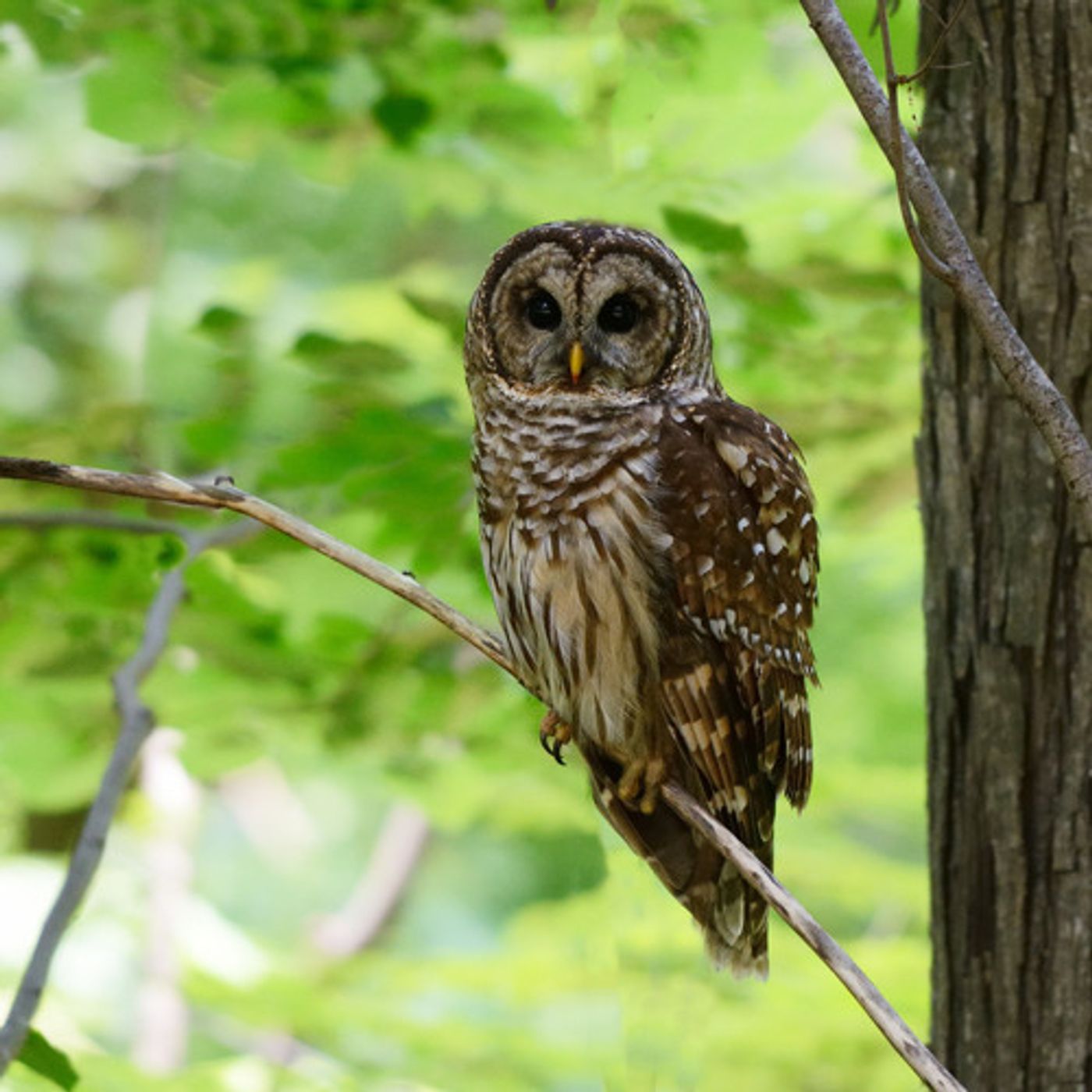 Wildlife Officials Move Ahead With Killing Barred Owls episode artwork