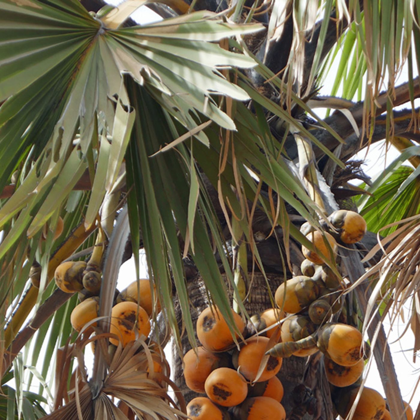 Bengou : la coupe abusive des palmiers rôniers menace l’environnement local episode artwork