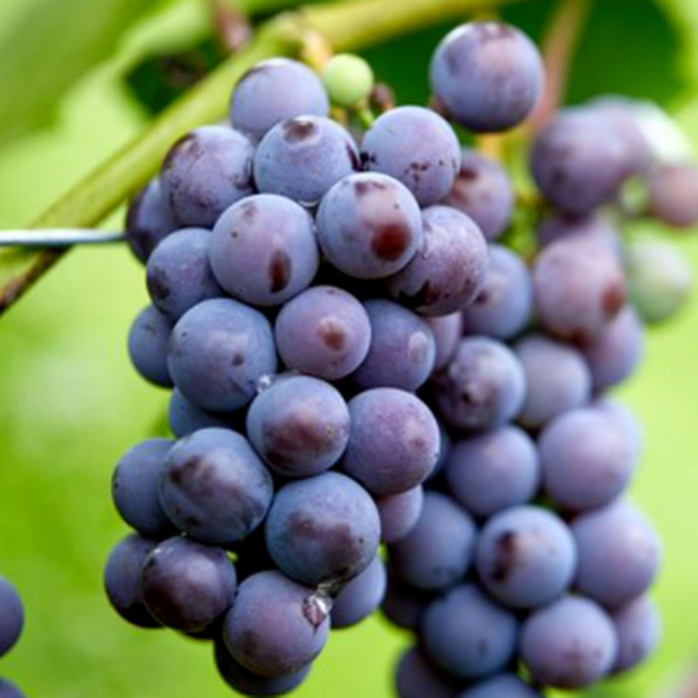 Merlot Red Wine Grapes - Characteristics Taste & Color episode artwork