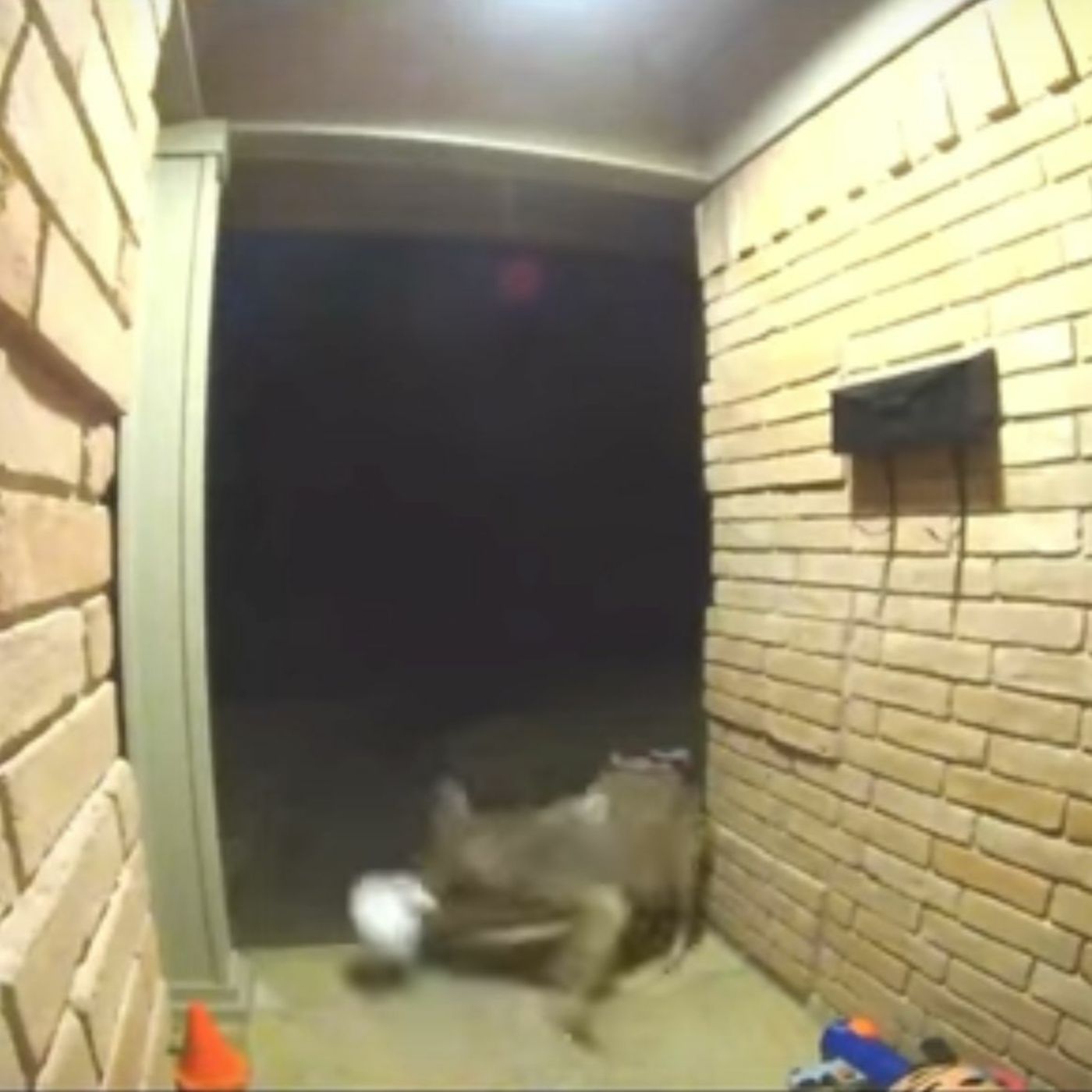 Daily Dose of Dillingham Episode 79: Coyote Stealing Dallas Door Dash Food