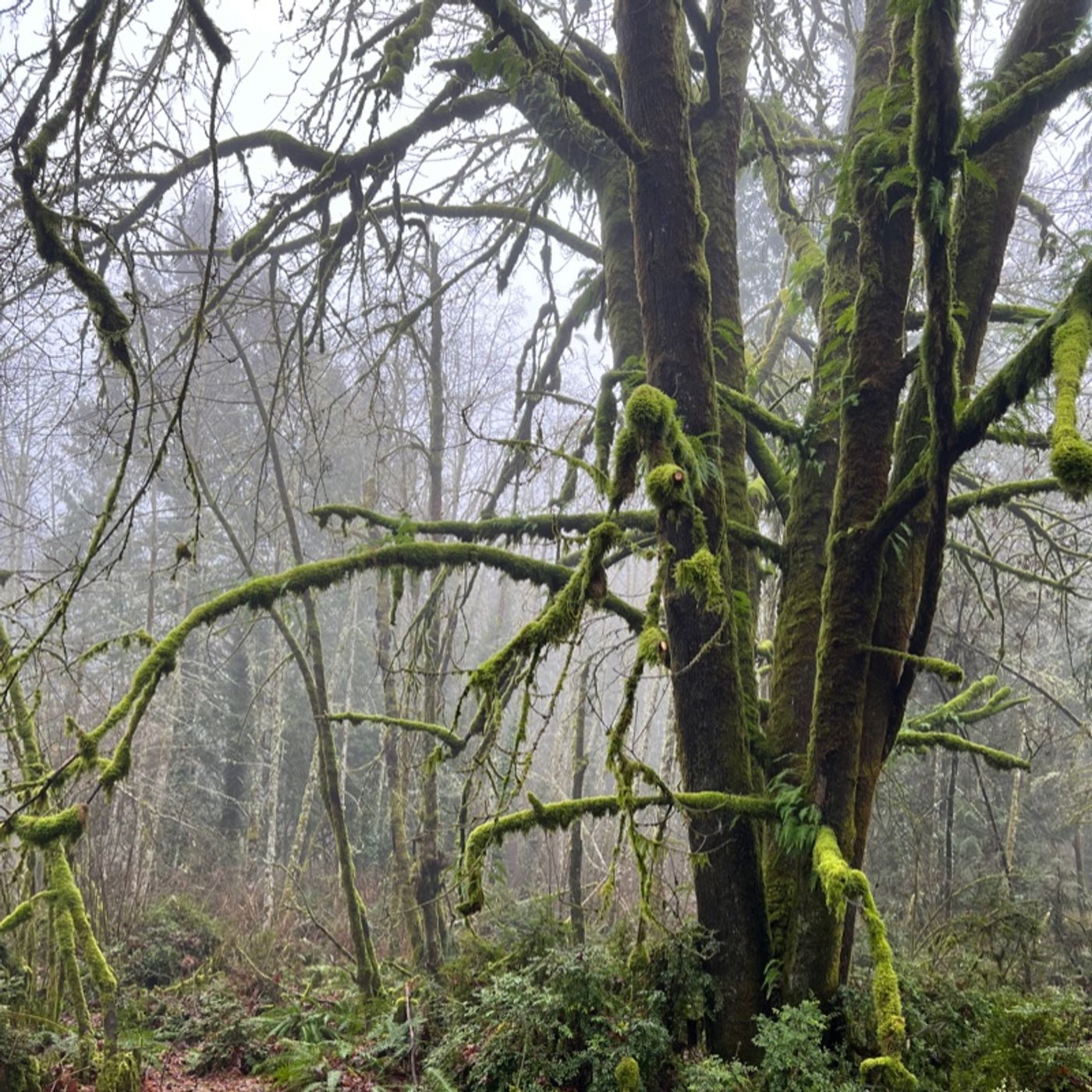 Episode 125 - Understanding Dormancy, part 2