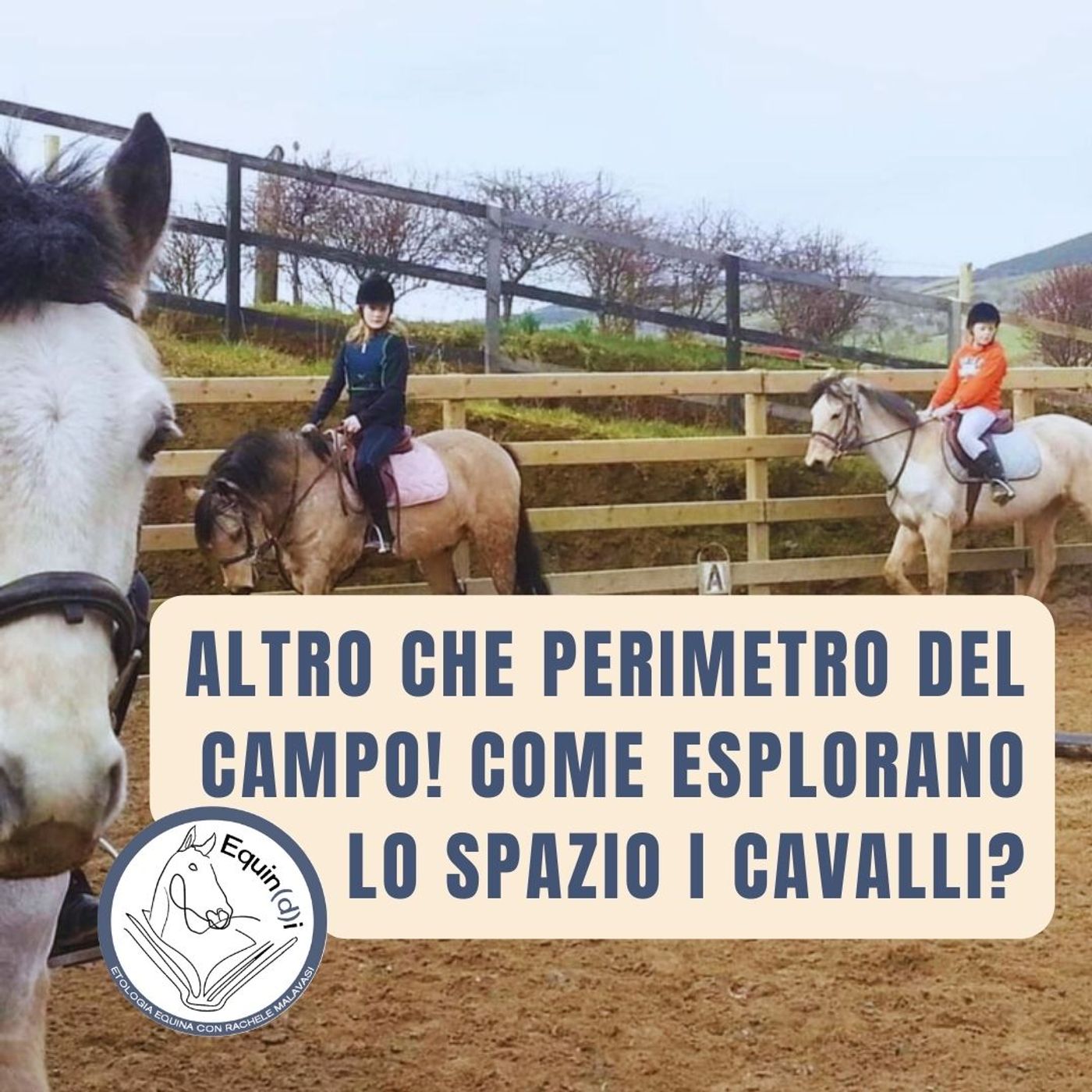 Etologia Equina, il comportamento del cavallo
