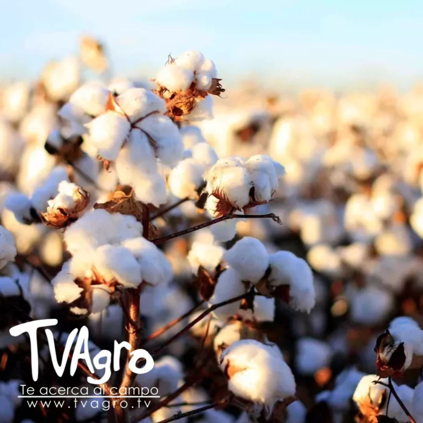 TV AGRO