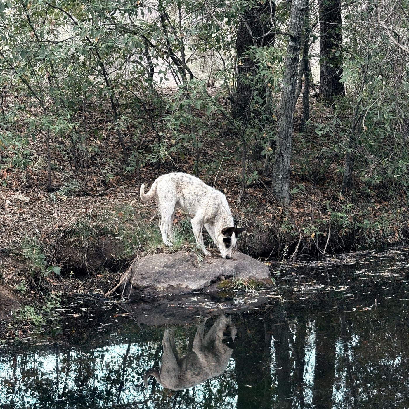 Sin Prisa. Sin Pausa.