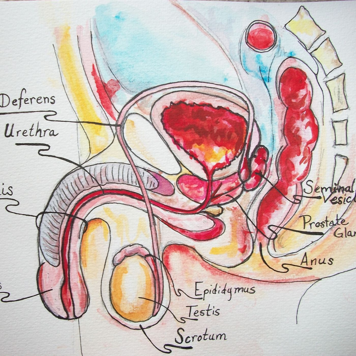 WS 004 Anatomy, Physiology, and Hygiene episode artwork