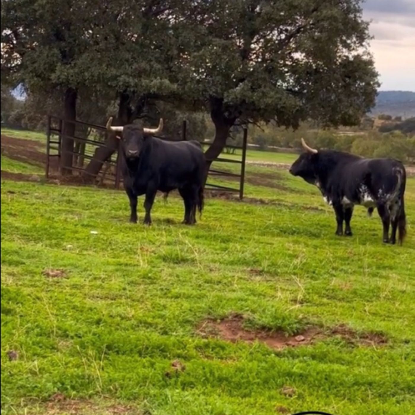 La vaca tima y el toro tuno